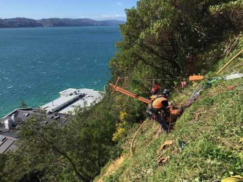 Rope access arborists are performing tree maintenance on a steep, vegetated slope above a modern, flat-roofed building, with the azure sea extending into the distance. The workers, clad in orange and black safety gear, are anchored by bright ropes and surrounded by lush foliage and cut branches, exemplifying skilled vegetation management in challenging coastal environments.