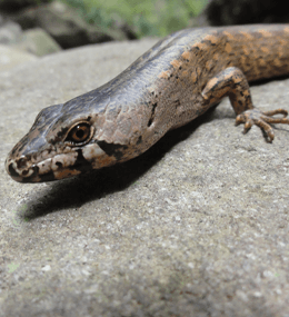 Port Hills Lizard Recovery & Relocation.
