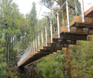 Abseil Access bridge over lush greenery.